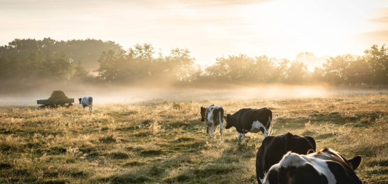 Vaca-purpura Purple-cow Seth-godin Marketing Innovacion