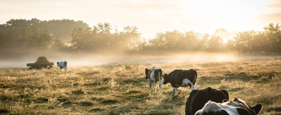 Vaca-purpura Purple-cow Seth-godin Marketing Innovacion