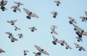 Aves volando con un cielo azul