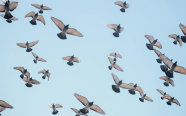 Aves volando con un cielo azul