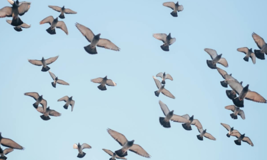 Aves volando con un cielo azul
