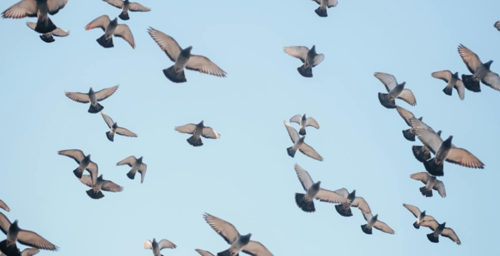 Aves volando con un cielo azul